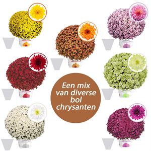 Afbeelding van Bolchrysant gehoest P19 Divers